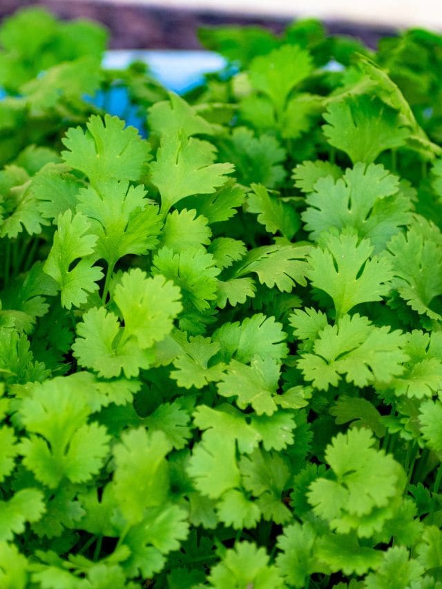 how to preserve coriander kitchen hacks health tips gujarati news