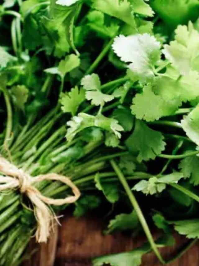 how to preserve coriander kitchen hacks health tips gujarati news