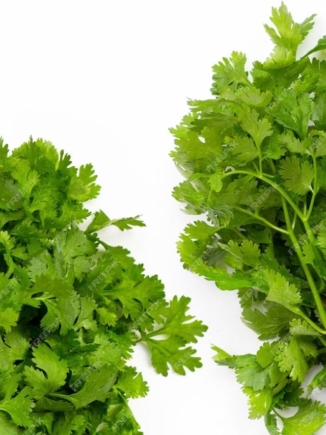 how to preserve coriander kitchen hacks health tips gujarati news