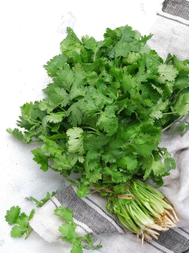 how to preserve coriander kitchen hacks health tips gujarati news