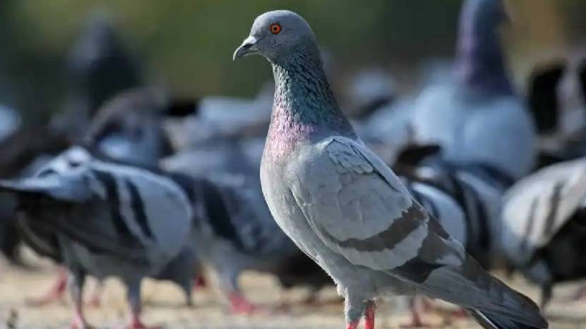 Simple Solution To Keep Pigeons Away From Balcony How To Clean Poop Stains Of Pigeon From Balcony Cleaning Jugaad Save Money