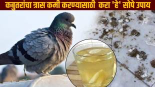 Simple Solution To Keep Pigeons Away From Balcony How To Clean Poop Stains Of Pigeon From Balcony Cleaning Jugaad Save Money