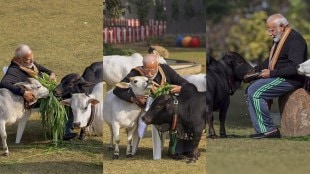 Prime Minister Narendra Modi feeds cows at his residence on Makar Sankranti