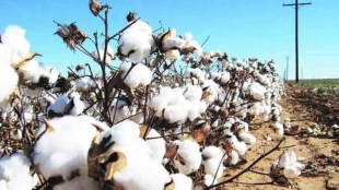 Pink bollworm threat to cotton crop Pruning akola farmer agriculture