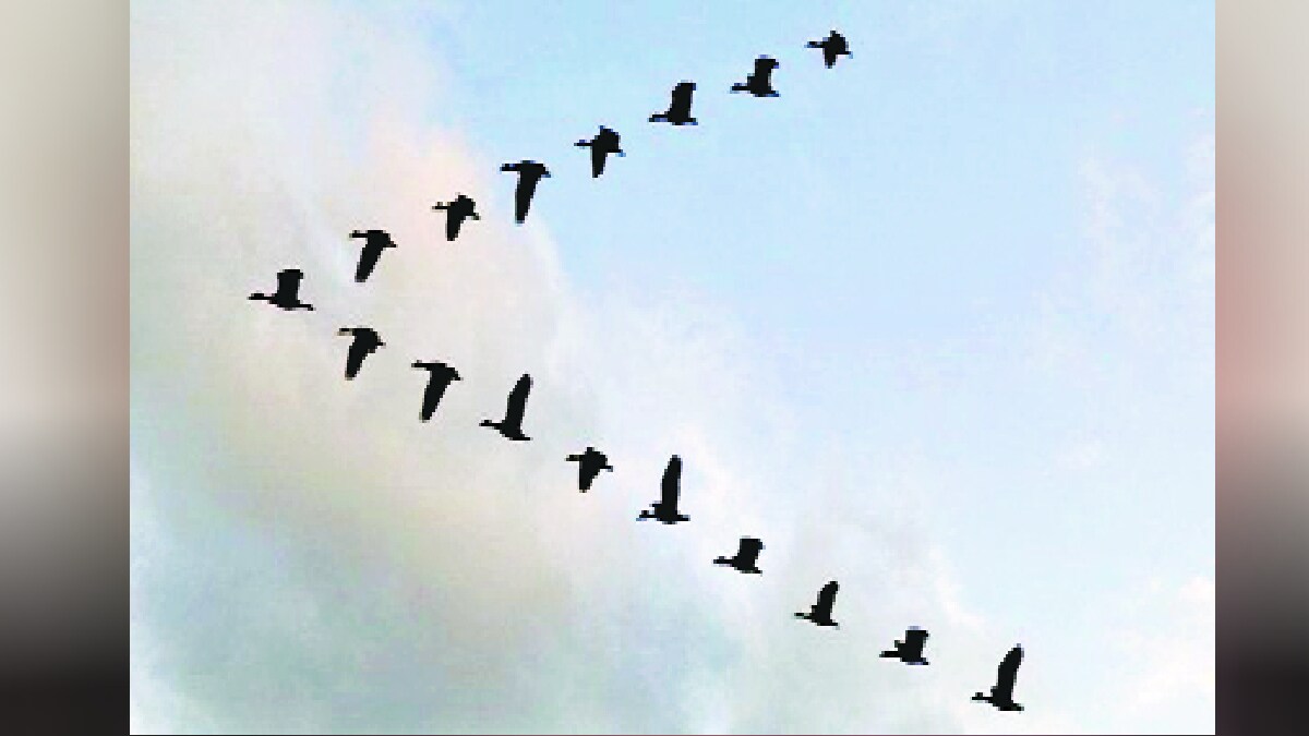 Loksatta kutuhal Innate intelligence