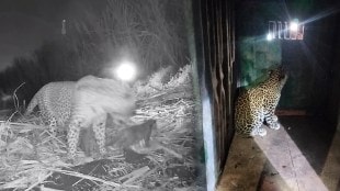 Leopard jailed nimgaon Sinnar taluka Nashik