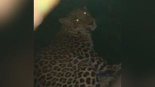 leopard that hunts animals is caught in cage by Forest Department