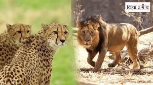 Gujarat state government refused give lions natural habitat ruling party rehabilitated the cheetahs place of the lions
