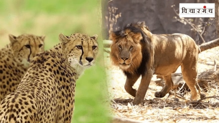 Gujarat state government refused give lions natural habitat ruling party rehabilitated the cheetahs place of the lions