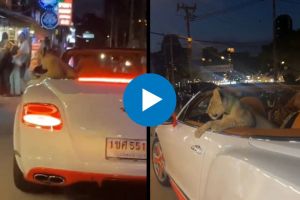 man took lion cub for a ride in Bentley car viral video