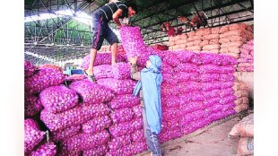 Onion prices have fallen and the arrivals are high in the Solapur Agricultural Produce Market Committee