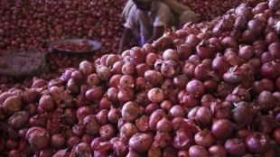 Solapur, cargo movement, prices, Onion auctions