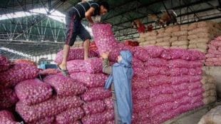 Onion price continues to fall in Solapur