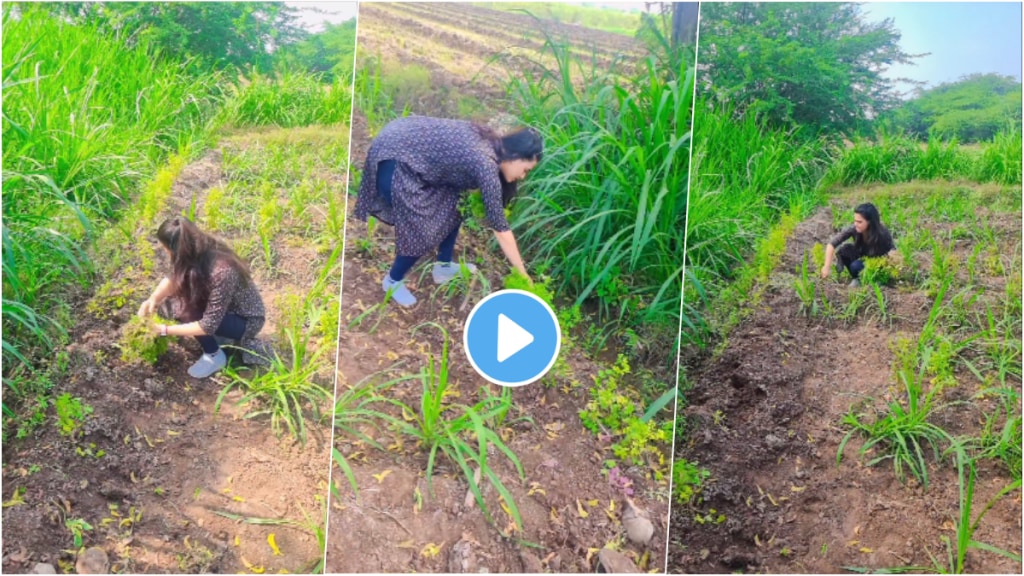 prajakta gaikwad shared farming video