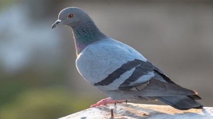 Nagpur birds injured nylon manja