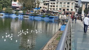 Feeding the seagulls in the lakeside area is dangerous for them