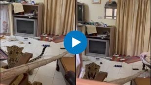 snow Leopard found in hotel room viral video