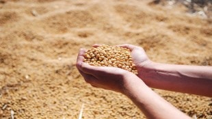 Soybean price maharashtra