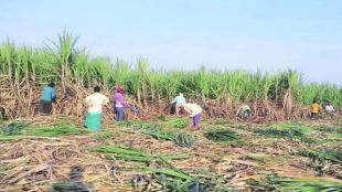 34 percent price hike for sugarcane workers