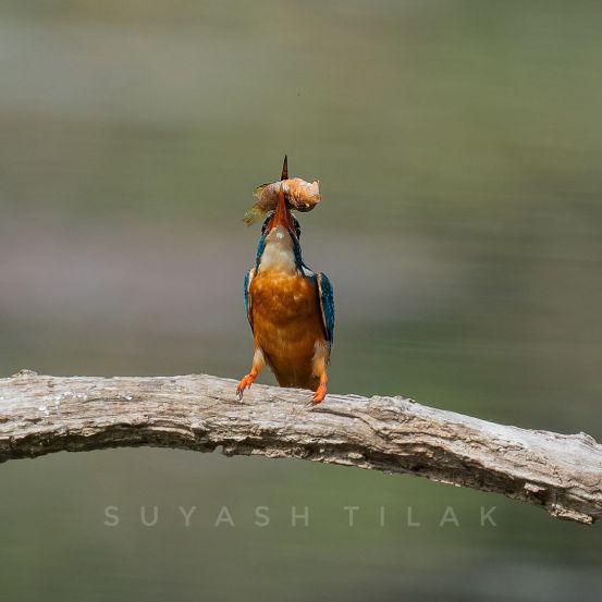 suyash-tilak-loe-for-animal-wild-life-photography