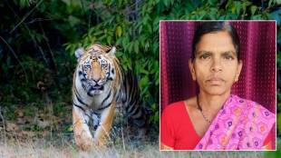 woman killed in tiger attack in gadchiroli district