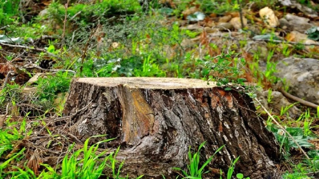 tree cut heritage trees ghodbunder thane environment pratap sarnaik