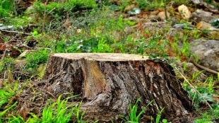 tree cut heritage trees ghodbunder thane environment pratap sarnaik