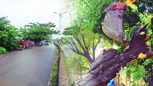 Chembur area 89 trees cut widen the road RCF mumbai