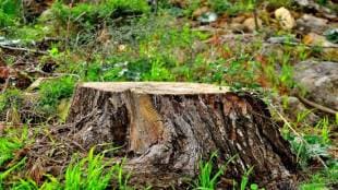 tree-cutting_8b16ee