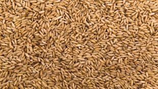 wheat murmura making in factory viral video
