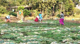 Alibaug white onion harvest begins it will come to market early this year