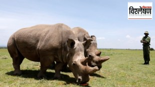 Loksatta explained How is IVF technology promising for the survival of white rhinos