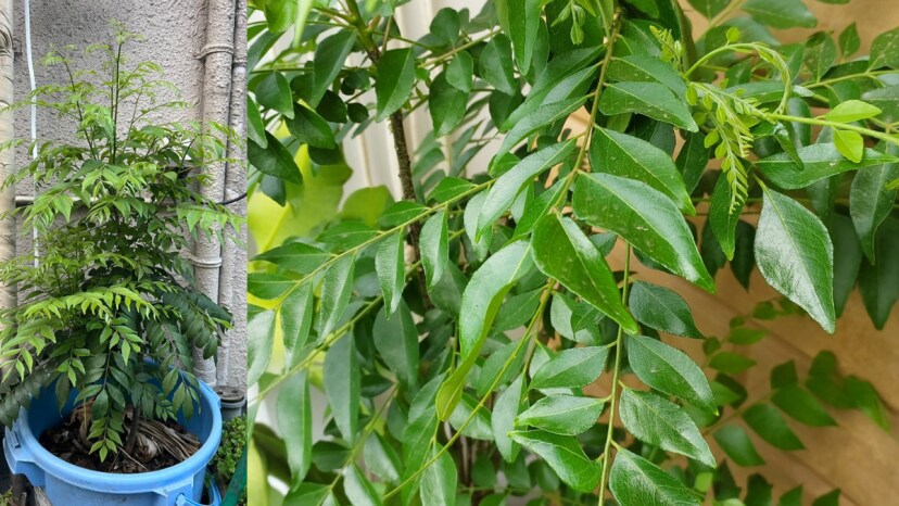buttermilk or dahi best fertilizer for kadi patta know how to grow kadi patta faster