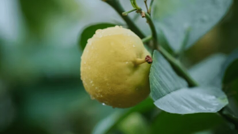 Trick For Lemon Tree