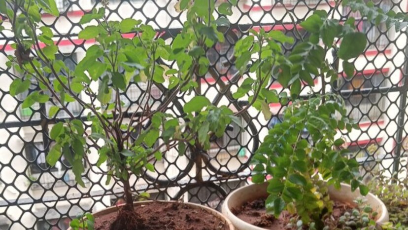 buttermilk or dahi best fertilizer for kadi patta know how to grow kadi patta faster