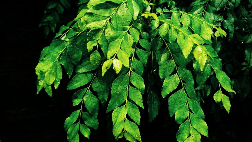 buttermilk or dahi best fertilizer for kadi patta know how to grow kadi patta faster