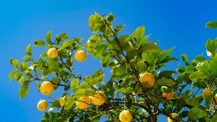 Trick For Lemon Tree Add Turmeric Water To The Root Of A Lemon Tree The Plant Will Get Lots Of Lemons Throughout The Year
