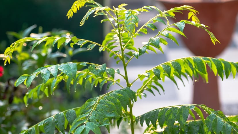 buttermilk or dahi best fertilizer for kadi patta know how to grow kadi patta faster