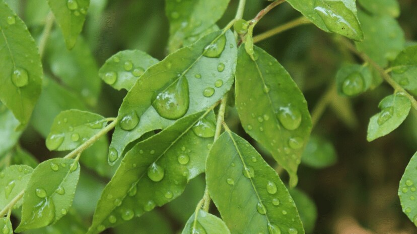 buttermilk or dahi best fertilizer for kadi patta know how to grow kadi patta faster