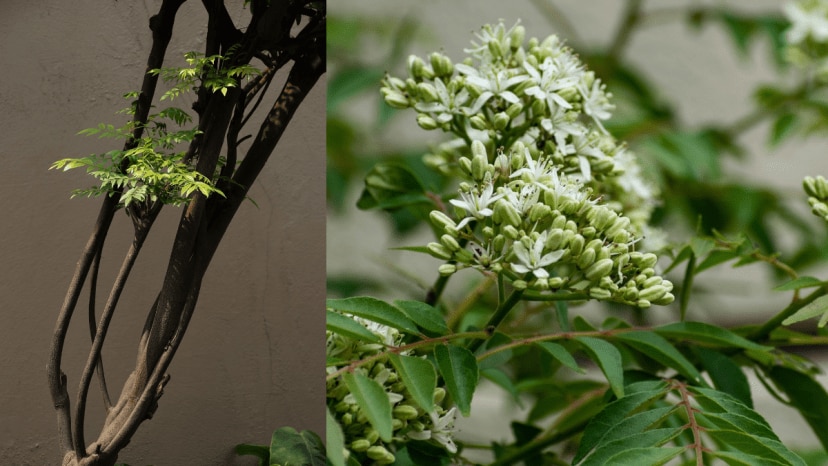 buttermilk or dahi best fertilizer for kadi patta know how to grow kadi patta faster