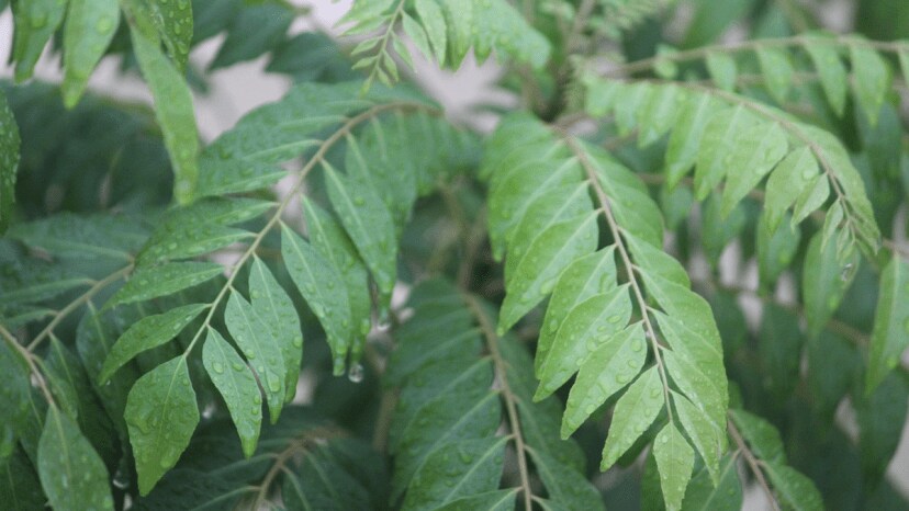 buttermilk or dahi best fertilizer for kadi patta know how to grow kadi patta faster