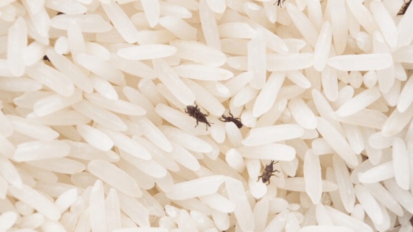 kitchen hacks to get rid of rice weevils from pulses bugs cleaning tip