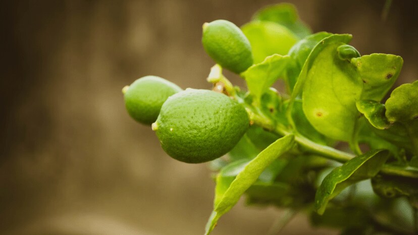 Trick For Lemon Tree