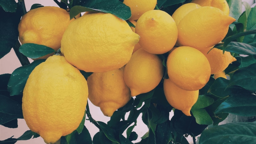 Trick For Lemon Tree