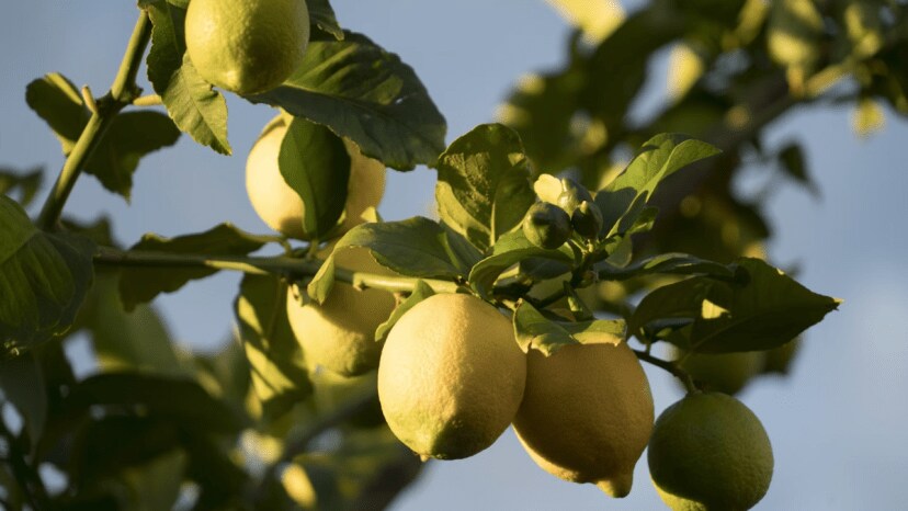 Trick For Lemon Tree