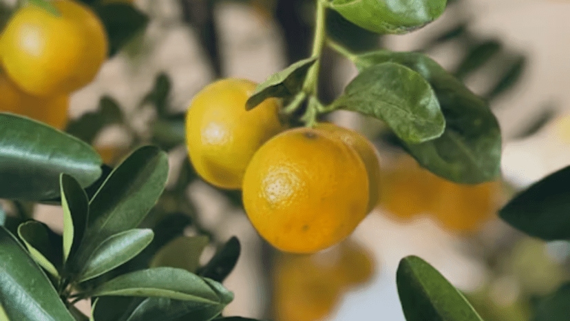 Trick For Lemon Tree