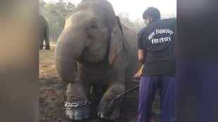 Elephants on almost 12 days of entitled medical leave