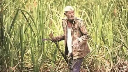 Fair and Remunerative Price (FRP) is the minimum price that mills have to pay to sugarcane growers. (File)