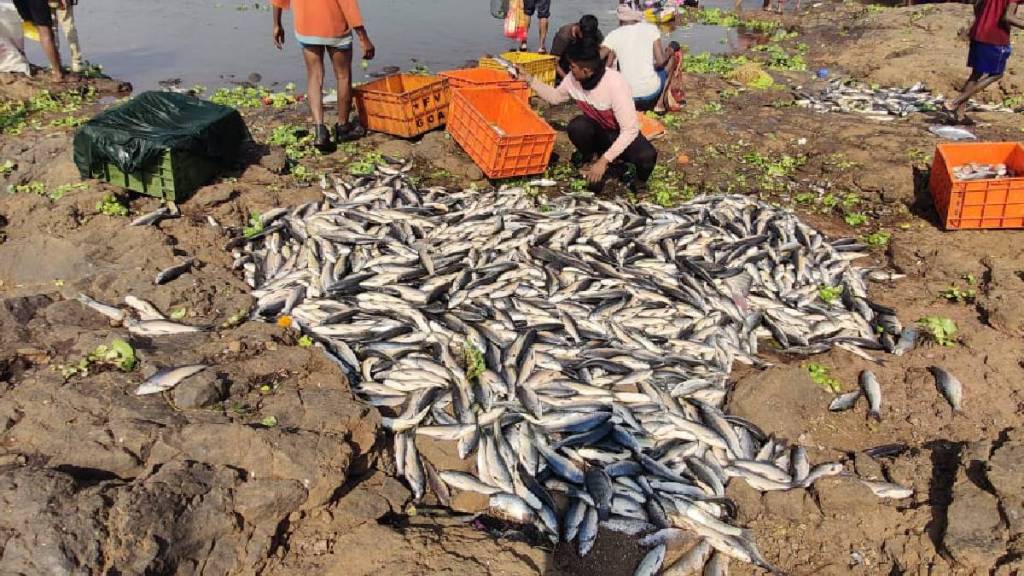 panchganga river, pollution, Valivade village, kolhapur city, chemical discharge, dead fish