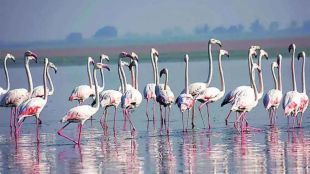 signpost in Navi Mumbai was removed after Flamingos death